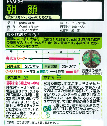 アサガオ(イポメア) 大輪朝顔 平安の暁 花タネの詳細画像1