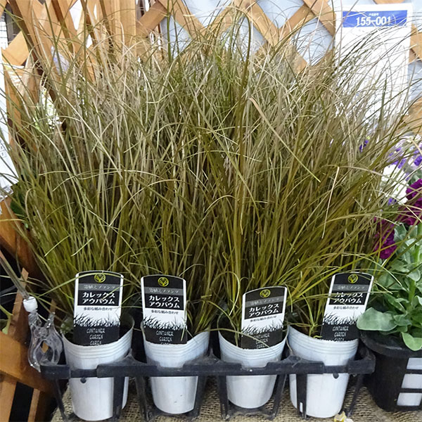 草花の苗 カレックス アウバウム3-3.5号ポットの詳細画像3