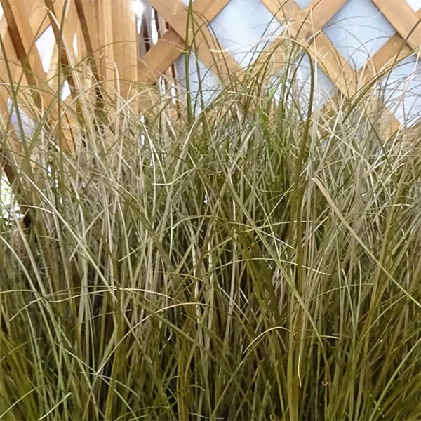 草花の苗 カレックス アウバウム3-3.5号ポットの詳細画像4