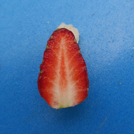 野菜の苗 26年9月中下旬予約 イチゴ(四季な...の詳細画像2