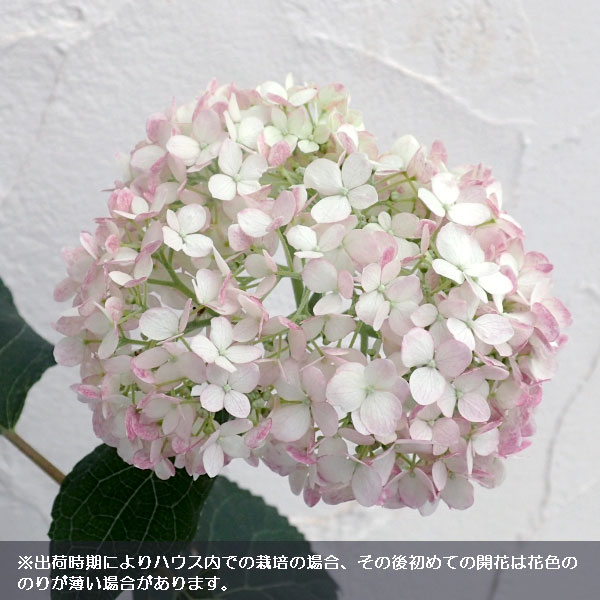 花木 庭木の苗/アメリカアジサイ：ピンクのアナベル2　4号ポット｜engei｜04