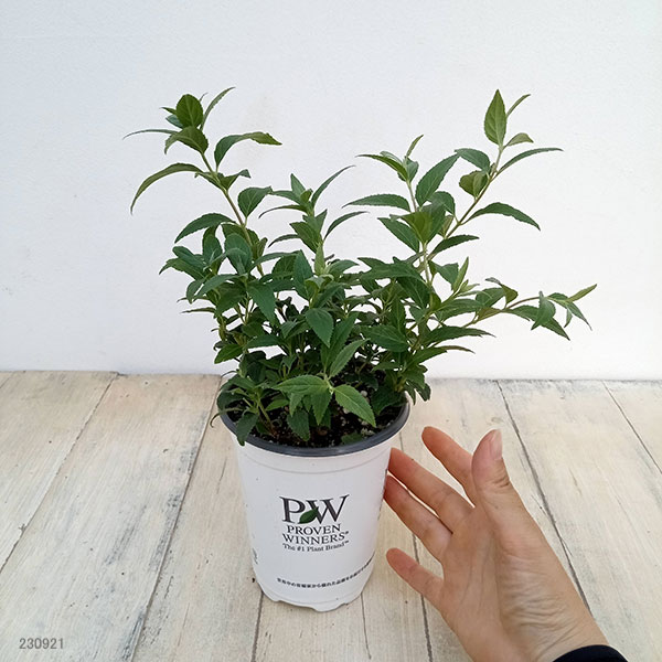 花木 庭木の苗 棚卸セール ヒメウツギ ユキ チェリーブロッサム3.5号