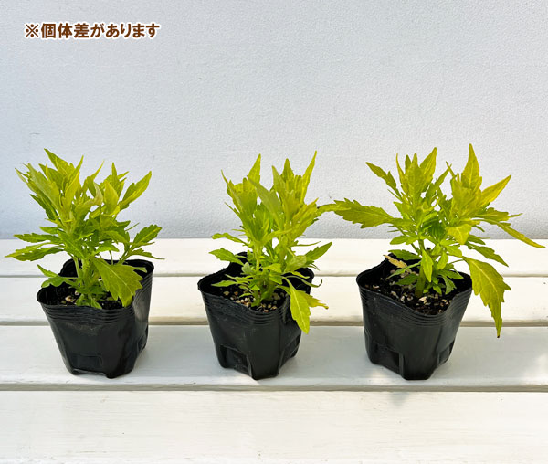 草花の苗 サマーセール コリウス イエロービー...の詳細画像3