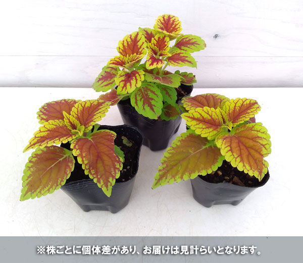 草花の苗 コリウス ミリオンレッド3号ポットの詳細画像5