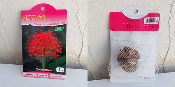 球根 ハエマンサス マルチフローラ(ムルチフロ...の詳細画像1