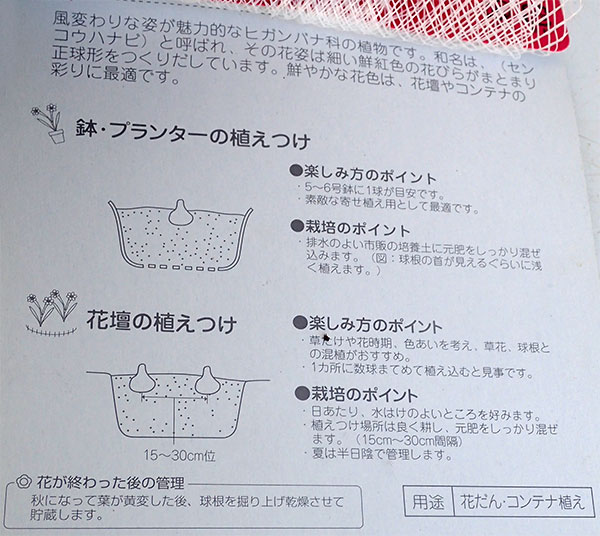 球根 ハエマンサス マルチフローラ(ムルチフロ...の詳細画像2