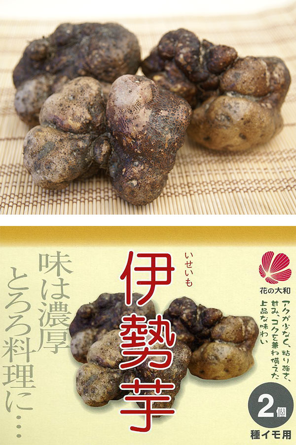 野菜の苗/つくね芋：伊勢芋の種芋2個入り｜engei｜02