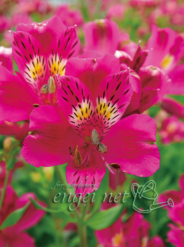 アルストロメリア 苗（花の苗）｜苗 | 花、ガーデニング のおすすめ