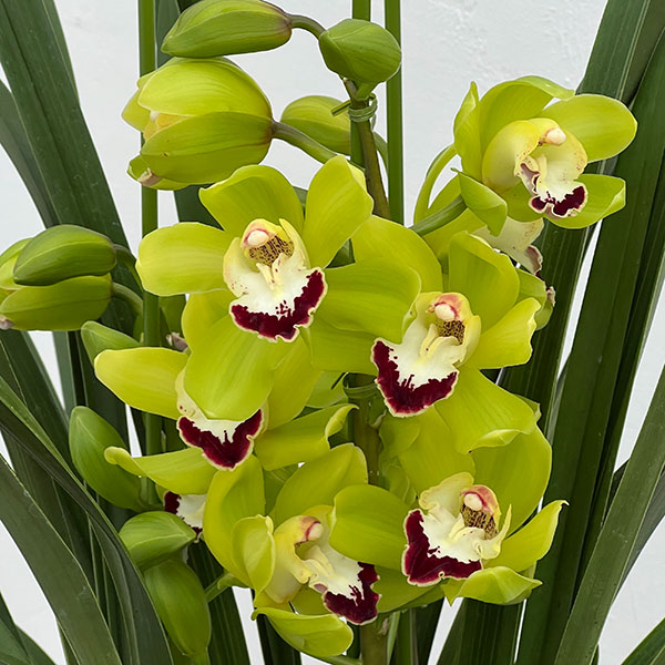 シンビジウム 鉢のおすすめ人気商品一覧 通販 - Yahoo!ショッピング