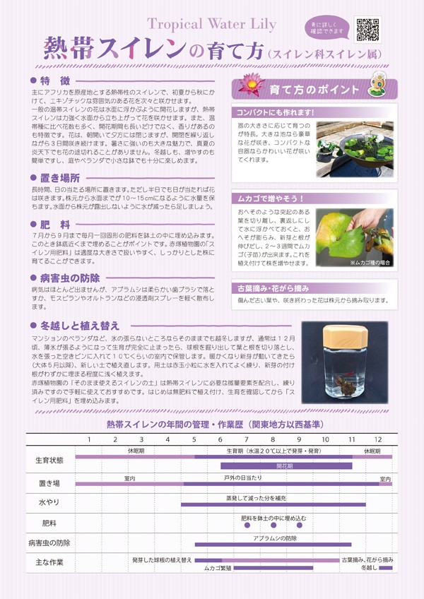 ムカゴ（苗） | 花、ガーデニング の商品一覧 通販 - Yahoo!ショッピング