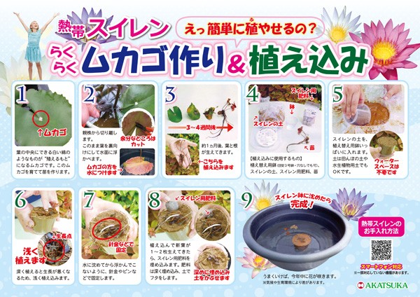 ムカゴ（苗） | 花、ガーデニング の商品一覧 通販 - Yahoo!ショッピング