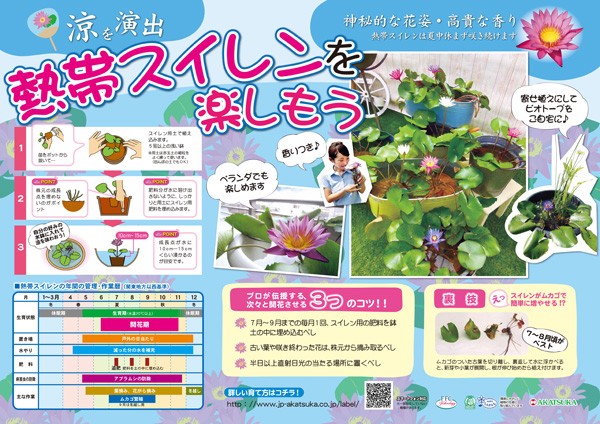 ムカゴ（苗） | 花、ガーデニング の商品一覧 通販 - Yahoo!ショッピング