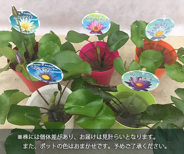 ムカゴ（苗） | 花、ガーデニング の商品一覧 通販 - Yahoo!ショッピング