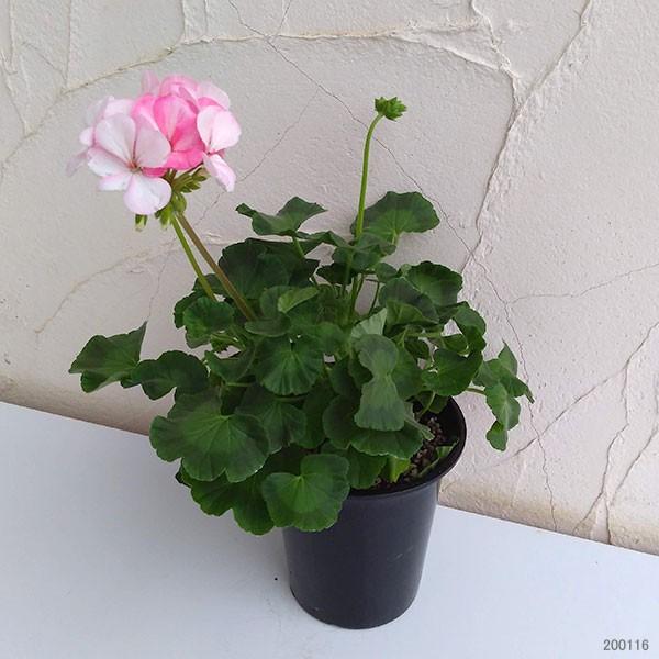 草花の苗/ゼラニウム：ホワイトトゥローズ4号鉢植え｜engei｜06