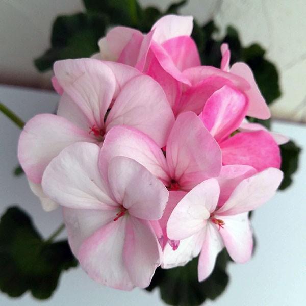 草花の苗/ゼラニウム：ホワイトトゥローズ4号鉢植え｜engei｜07
