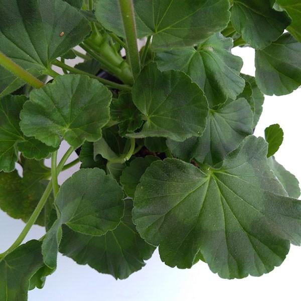 草花の苗/ゼラニウム：ホワイトトゥローズ4号鉢植え｜engei｜08