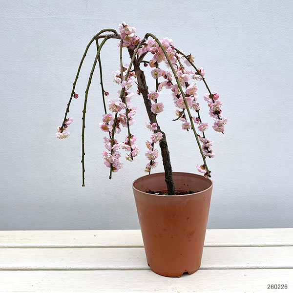 藤 苗のおすすめ人気商品一覧 通販 - Yahoo!ショッピング