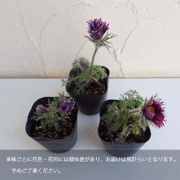 草花の苗 サマーセール (わけあり特価)西洋オ...の詳細画像2