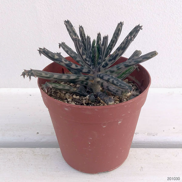 観葉植物 アーリーサマーセール 多肉植物 カラ...の詳細画像3