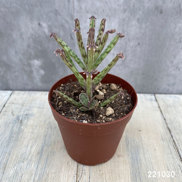 観葉植物 アーリーサマーセール 多肉植物 カラ...の詳細画像1