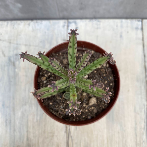 観葉植物 アーリーサマーセール 多肉植物 カラ...の詳細画像2