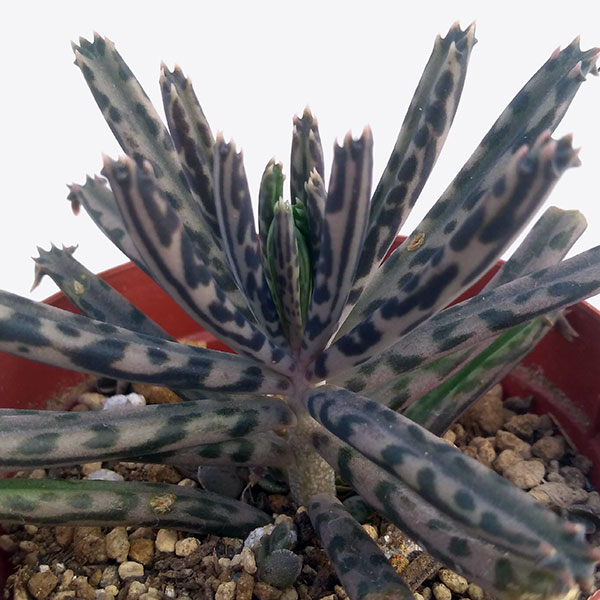 観葉植物 アーリーサマーセール 多肉植物 カラ...の詳細画像4