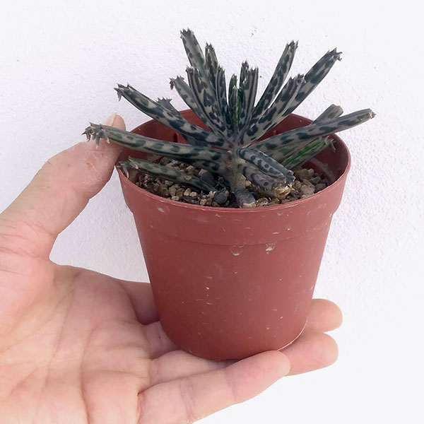 観葉植物 アーリーサマーセール 多肉植物 カラ...の詳細画像5