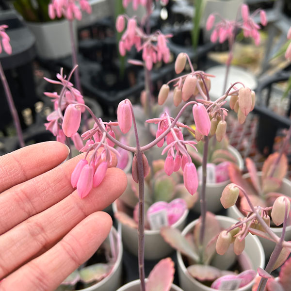 カランコエ 白のおすすめ人気商品一覧 通販 - Yahoo!ショッピング