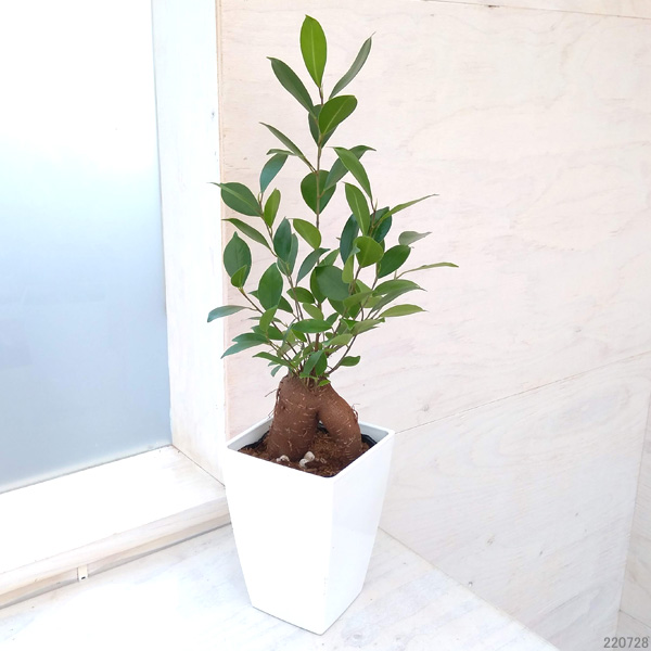 観葉植物 ガジュマル（多幸の木）4号角鉢植え : 園芸ネット - 通販
