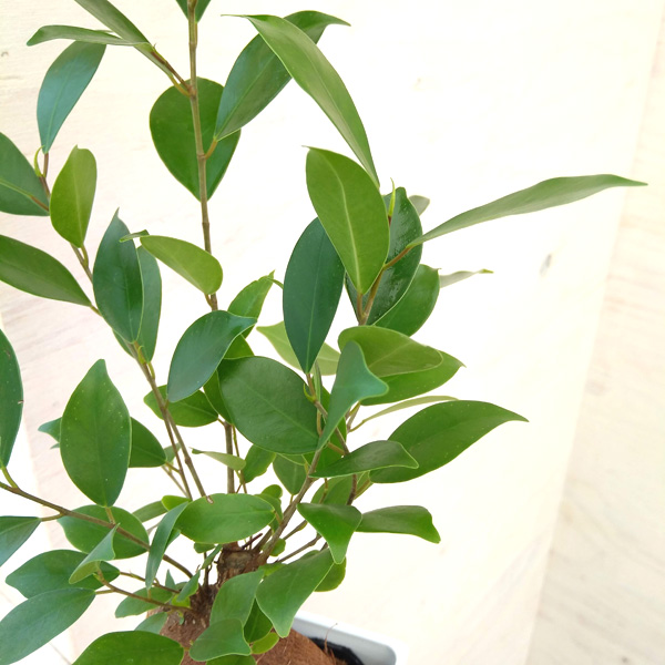 観葉植物 ガジュマル(多幸の木)4号角鉢植えの詳細画像3