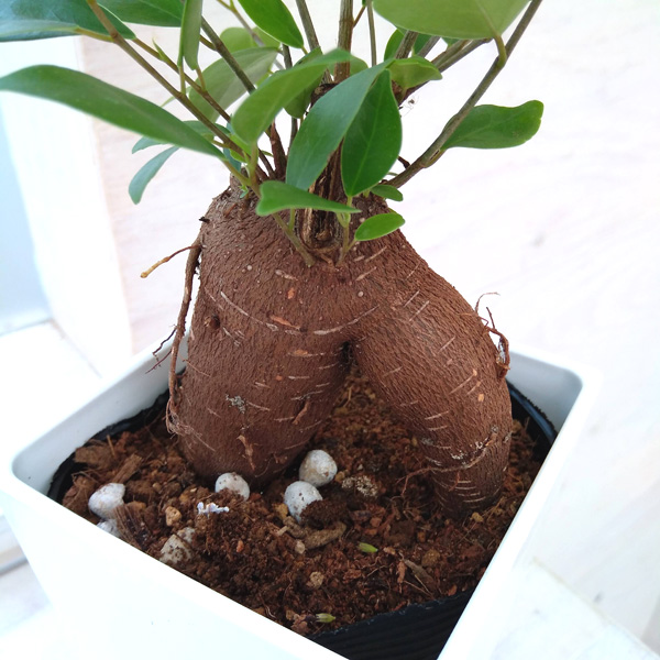 観葉植物 ガジュマル（多幸の木）4号角鉢植え - 観葉植物