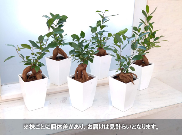 観葉植物 ガジュマル(多幸の木)4号角鉢植えの詳細画像1