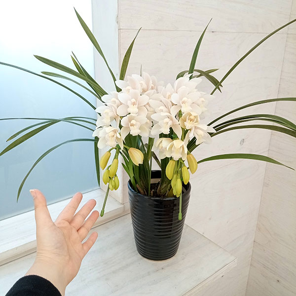 シンビジューム2本のおすすめ人気商品一覧 通販 - Yahoo!ショッピング