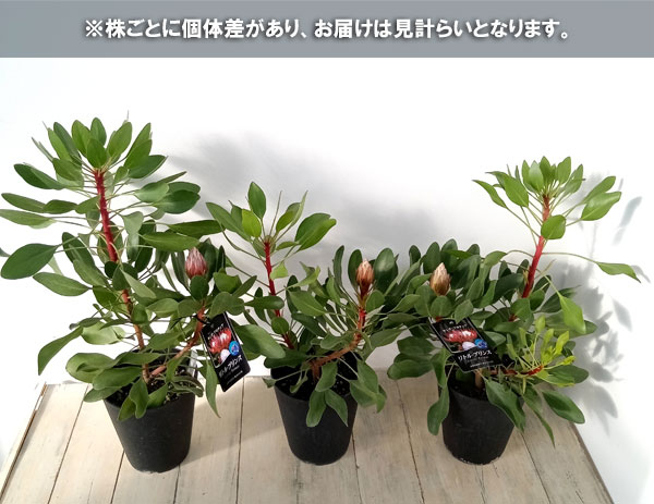 花木 庭木の苗/プロテア：リトルプリンス５号鉢植え* ザ・ファームセレクト｜engei｜09