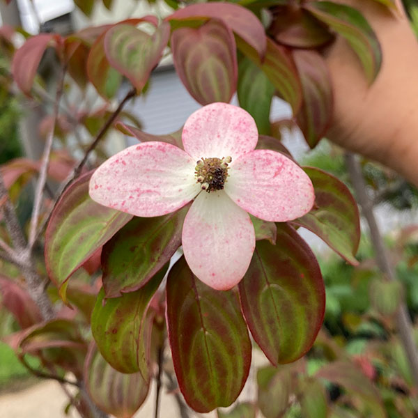 花木 庭木の苗/常緑ヤマボウシ：リトルルビー6号鉢植え ヤマボウシ