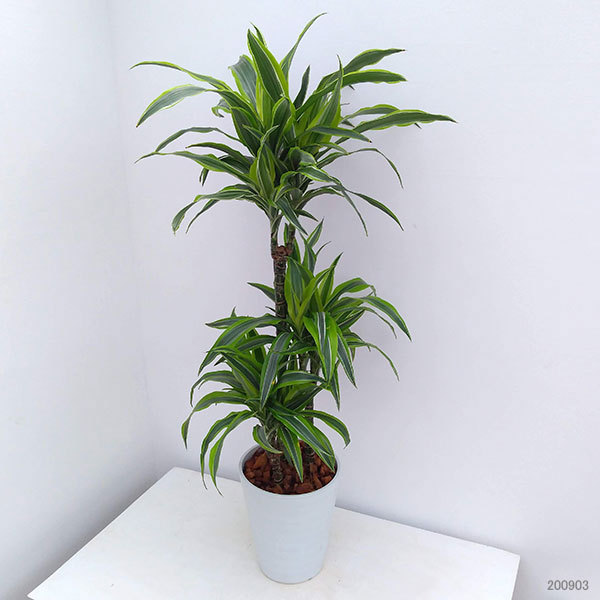 観葉植物 ギフトに ドラセナ デメレンシス レモンライム8号鉢植え 園芸ネット 通販 Yahoo ショッピング