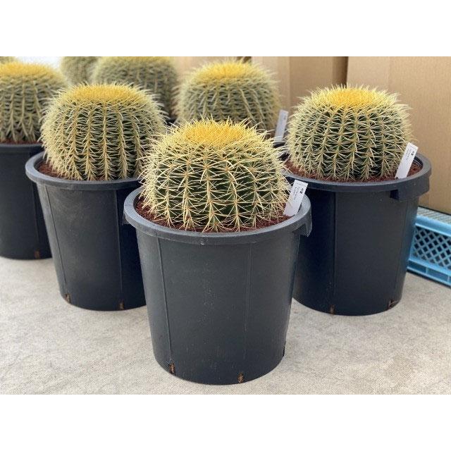 観葉植物/サボテンの王様:金シャチ(キンシャチ・金鯱)12号鉢植え 観葉植物/サボテンの王様:金シャチ(キンシャチ・金鯱)12号鉢植え Y1079834942 (10494円)