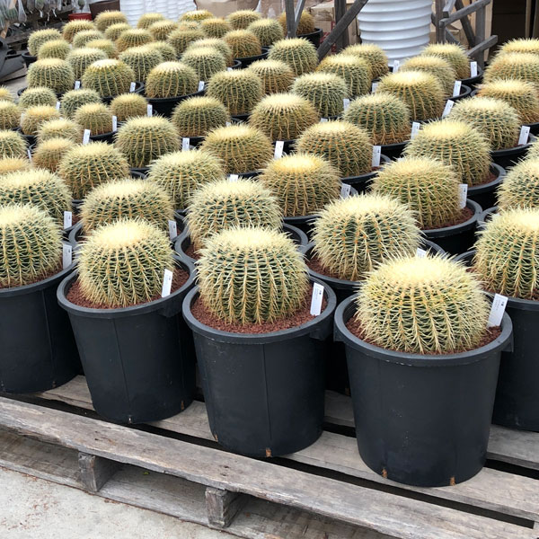 観葉植物/サボテンの王様:金シャチ(キンシャチ・金鯱)12号鉢植え 観葉植物/サボテンの王様:金シャチ(キンシャチ・金鯱)12号鉢植え Y1079834942 (10494円)