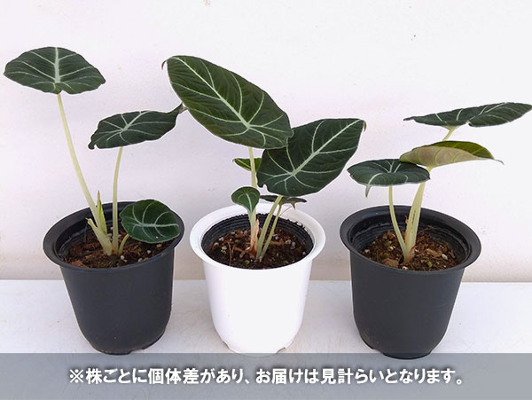 観葉植物/アロカシア：ブラックベルベット4号鉢入り｜engei｜05