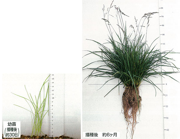 芝の種 トールフェスク普通種 原袋22.5kg入りの詳細画像2