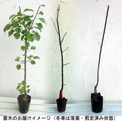 果樹の苗/アンズ2種セット：山形と信州大実｜engei｜02