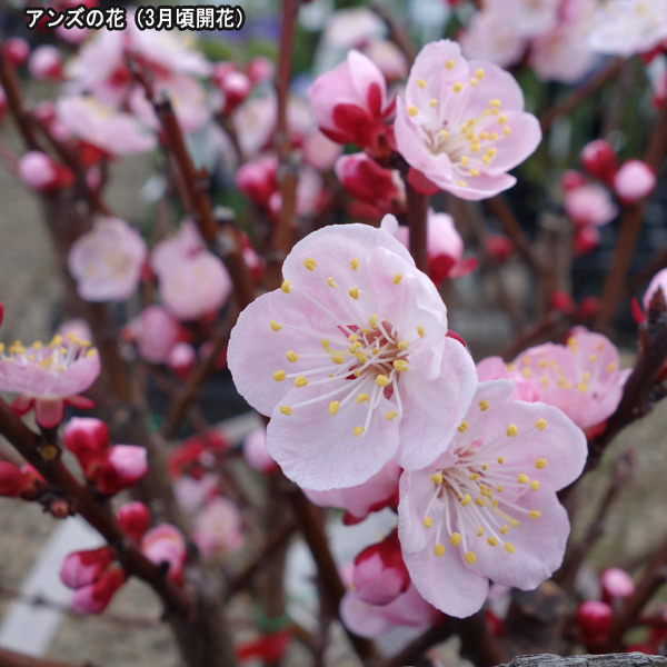 果樹の苗/アンズ2種受粉樹セット：新潟大実と平和｜engei｜03