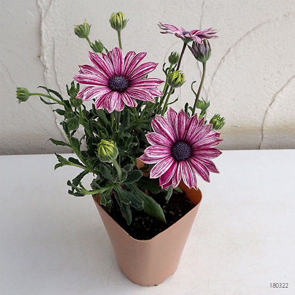 草花の苗 オステオスペルマム マーブレッド3....の詳細画像1