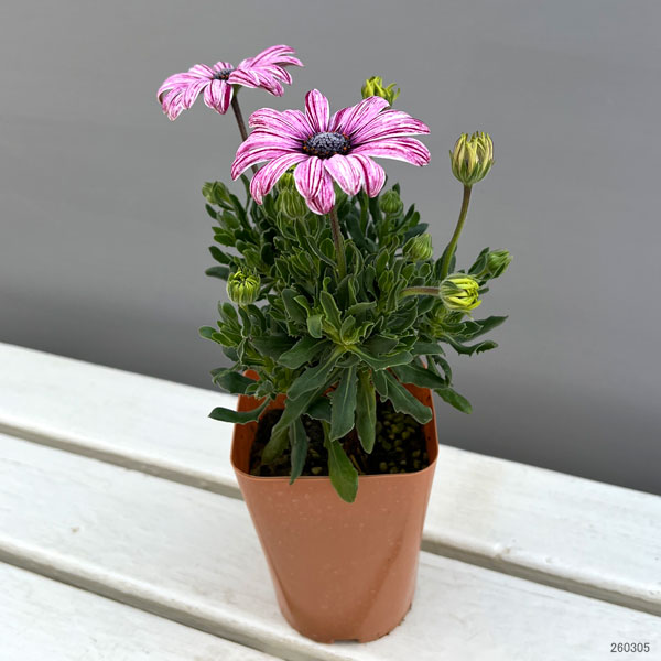 草花の苗 オステオスペルマム マーブレッド3....の詳細画像2