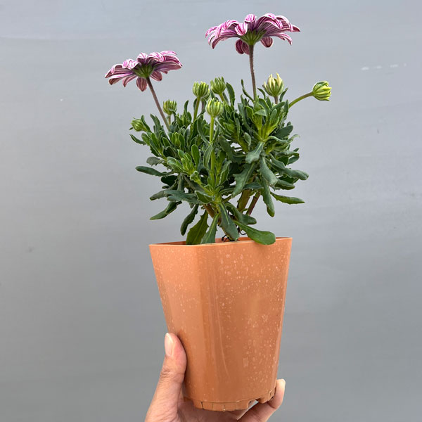 草花の苗 オステオスペルマム マーブレッド3....の詳細画像3