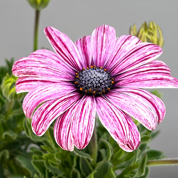 草花の苗 オステオスペルマム マーブレッド3....の詳細画像4