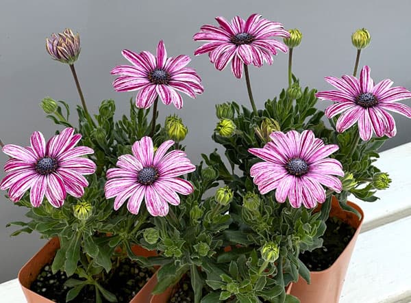 草花の苗 オステオスペルマム マーブレッド3....の詳細画像5