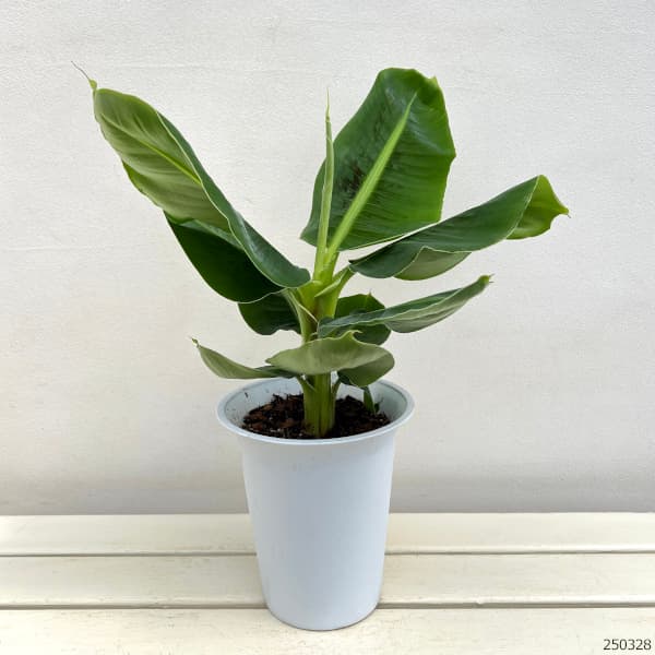 バナナの苗（果樹の苗、苗木）｜苗木、植木 | 花、ガーデニング の