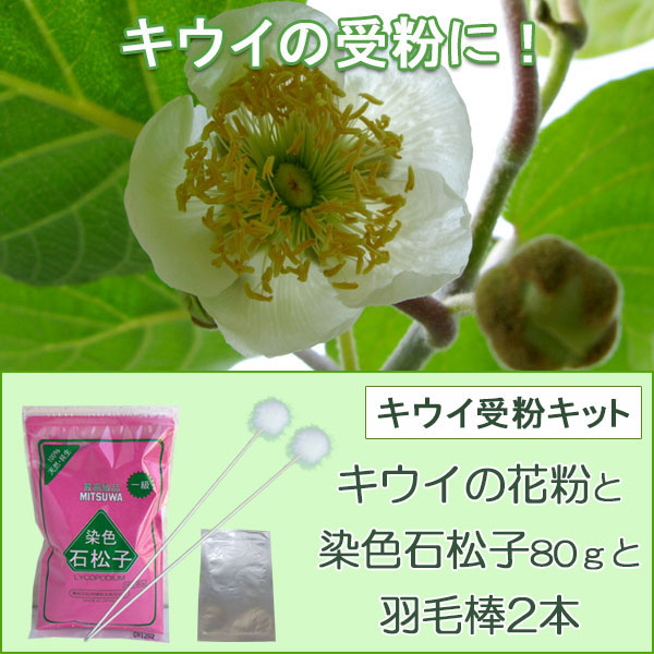 果樹の苗/キウイの花粉1袋と染色石松子（せきしょうし）1袋と羽毛棒2本｜engei｜02