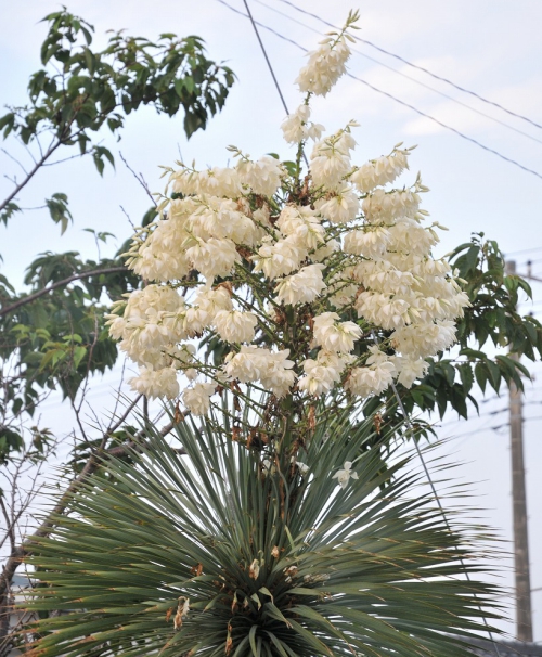 観葉植物 ユッカ ロストラータ4号ポットの詳細画像4